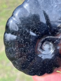 Image 5 of Black Ammonite Fossil With Pyrite #2634