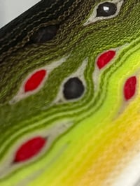 Image 2 of Thin Brown Trout by Mikie