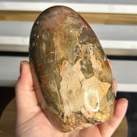 Image 4 of Petrified Wood Freeform (46A)