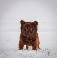 Image 4 of Draco Stud Fee 