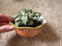 Image 4 of All Time Fittonia in Orange/Green Paisley Measuring Cup