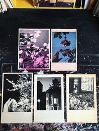 Image 4 of NIGHT BLOSSOM (UNIQUE)