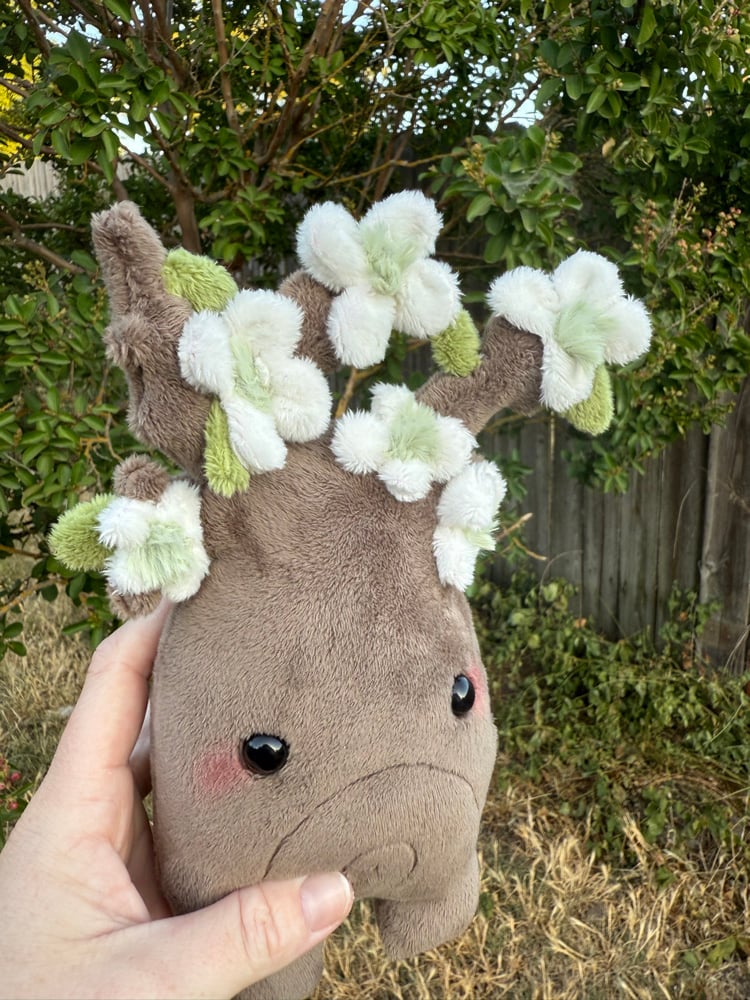 Image of dogwoodtree