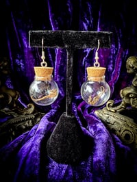 Image 2 of Mummified Seahorse Specimen - Earrings