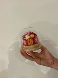 Image 2 of Med Glass Flower Dome - Everlasting Daisy