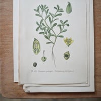 Image 4 of Planches De Botanique Anciennes Potager II