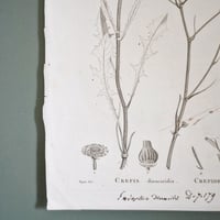 Image 2 of Planches De Botanique Crepide, Flora Danica, Periploca