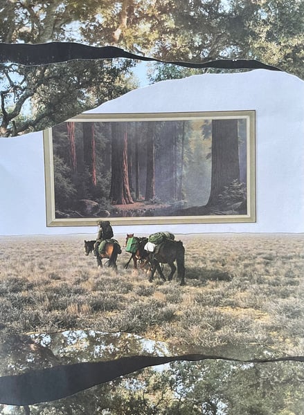 Image of forest gallery collage