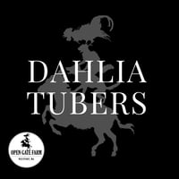 Image 1 of Dahlia Tubers