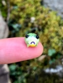 Teeny Rain Frog