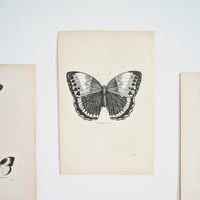 Image 3 of Planche De Papillons Noir & Blanc