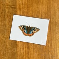 Image 3 of Butterfly Print #5 - Various Designs