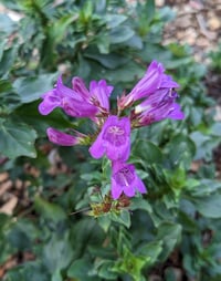Image 1 of Cascade Penstemon : Penstemon serrulatus