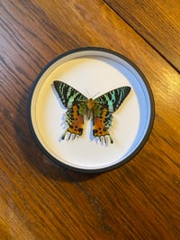 Image 1 of Urania ripheus