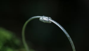 Image of Curling leaf Bangle