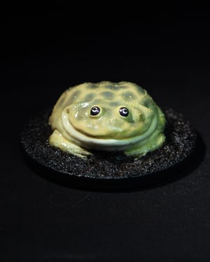 Budgett’s Frog Model