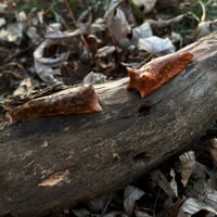 Image 1 of Lil Slugs