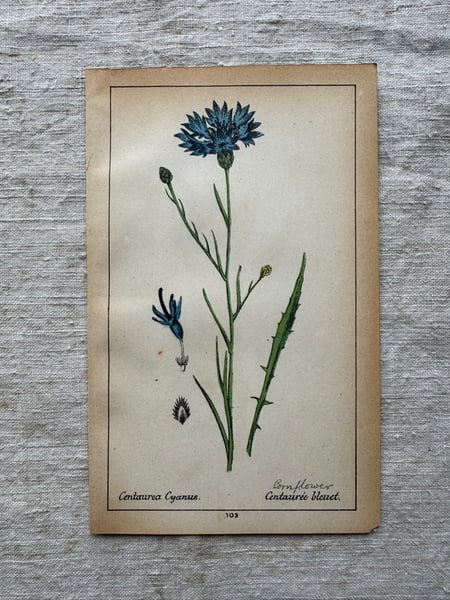 Image of Original French Botanical Plate (C)
