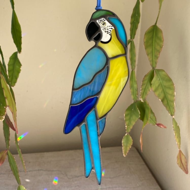 Image of Blue and Gold Macaw