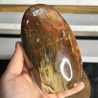 Image 2 of Petrified Wood Freeform (46A)