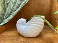 Image 1 of Sea Star Hoya in Sea Shell Pot
