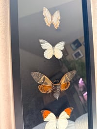 Image 5 of Cabinet of Wings