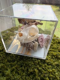 Image 1 of Moonstone Kitty