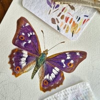 Image 6 of Apatura Ilia Butterfly Watercolor PRINT