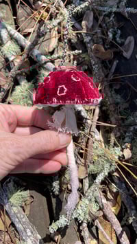 Image 3 of Red cap mushroom velvet 