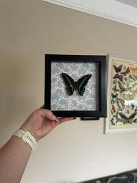 Image 1 of Milon’s Bluebottle Frame