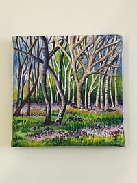Image 1 of The Mini Bluebell Woods