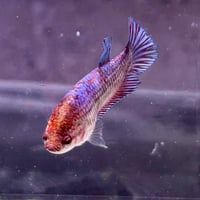 Image of Blue/Crimson Marble Plakat Female