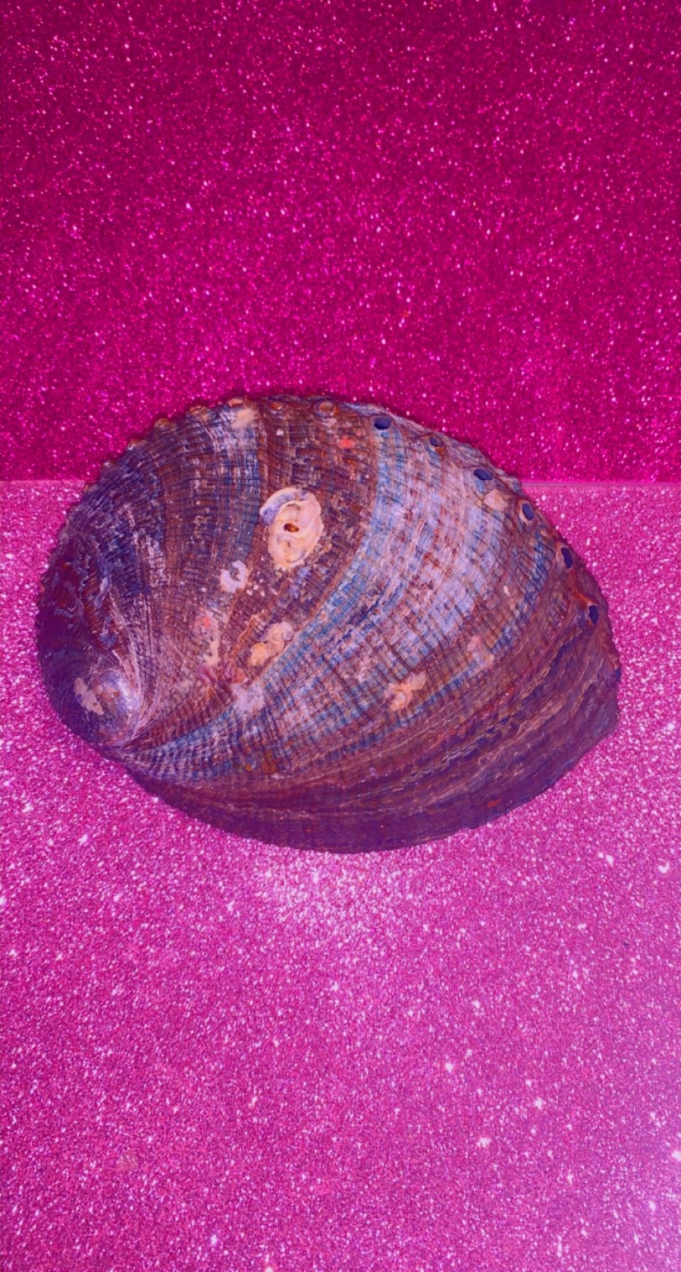 Image of Natural “Abalone”  shell