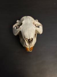 Image 2 of Beaver Skull