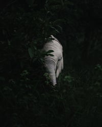 Image 1 of Hide & Peek