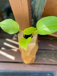 Image 4 of Lemon Lime Pothos in Tall Wooden Vase