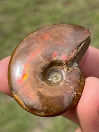Image 7 of Rainbow Iridescent Ammonite Shell Fossil #2635