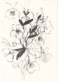 Hellebore study no. 11