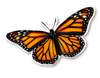 Mariposa Monarca Migratoria | Sticker 