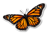 Mariposa Monarca Migratoria | Sticker 