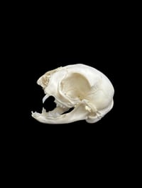 Image 3 of wild kitten skull 2