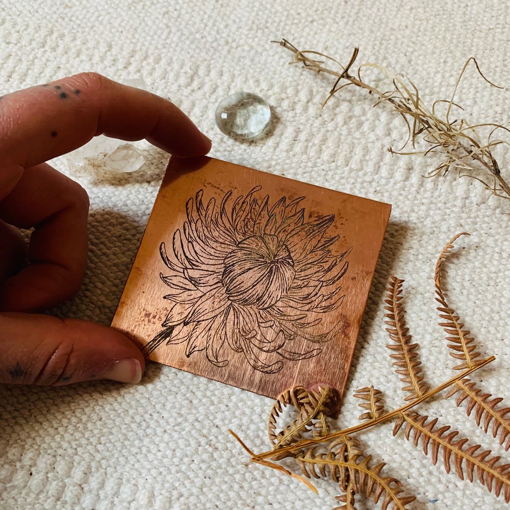 Image of Chrysanthemum Etching