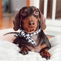 Image 4 of Checkered