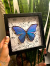 Morpho butterfly box 