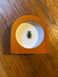 Image 1 of Chalcothea resplendens