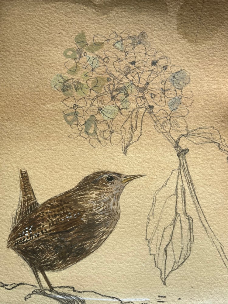 Image of Wren and hydrangea 
