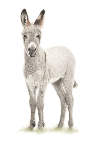 Image of 'Clarissa' Limited Edition Print