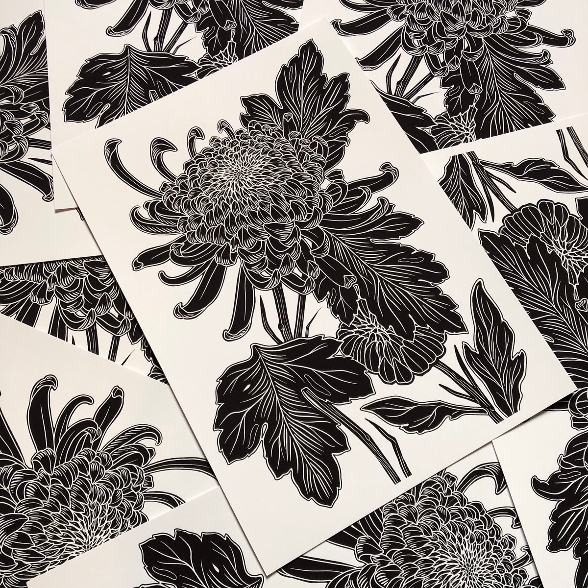 Image of Chrysanthemum 