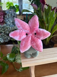 Lily Flower Bud - Pink