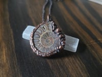 Image 2 of Ammonite #2